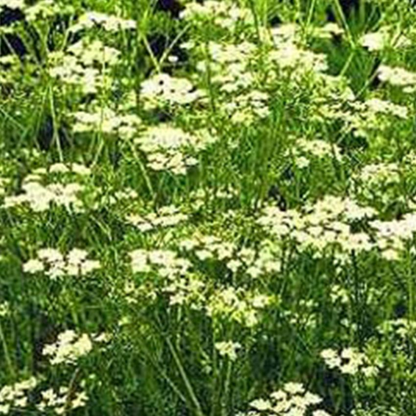 Spiskummin, orientalisk kumminart, vita blommor. Fröer används som ostkrydda.