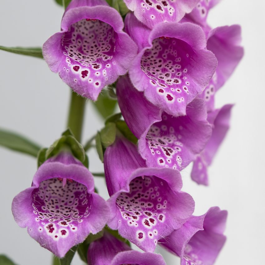 Fingerborgsblomma, vildform. Höga, skära, utdragna blomklasar i stjälktoppen.