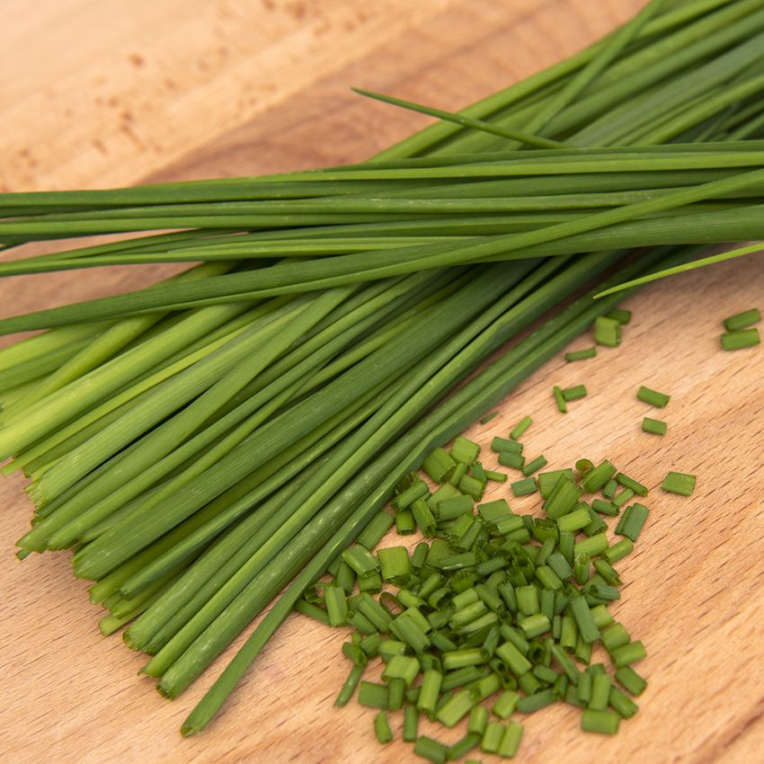 Gräslök 'Medium Leaf', Traditionell örtkrydda. Finbladig och snabbväxande.