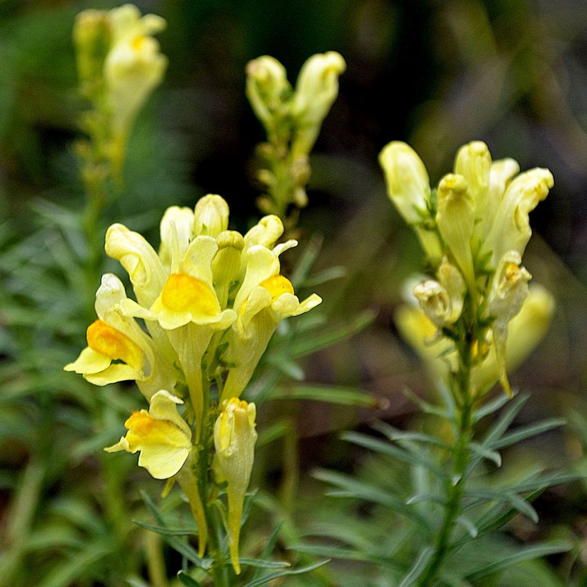 Gulsporre, Smala, blågröna blad. Tvåläppiga, gula blommor med orange fläck. 