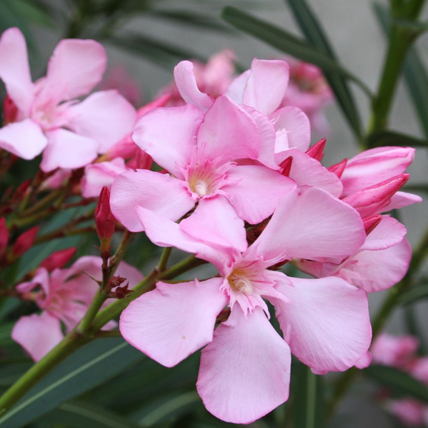 Oleander, medelhavsväxt, populär krukväxt. Röda, skära roslika blommor.