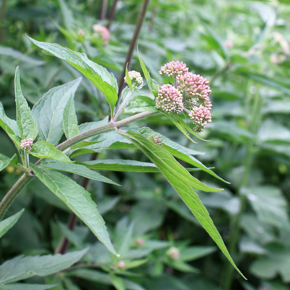 Hampflockel, ljusröda blomkorgar i knippen. Brunröd stjälk, flikigt bladverk