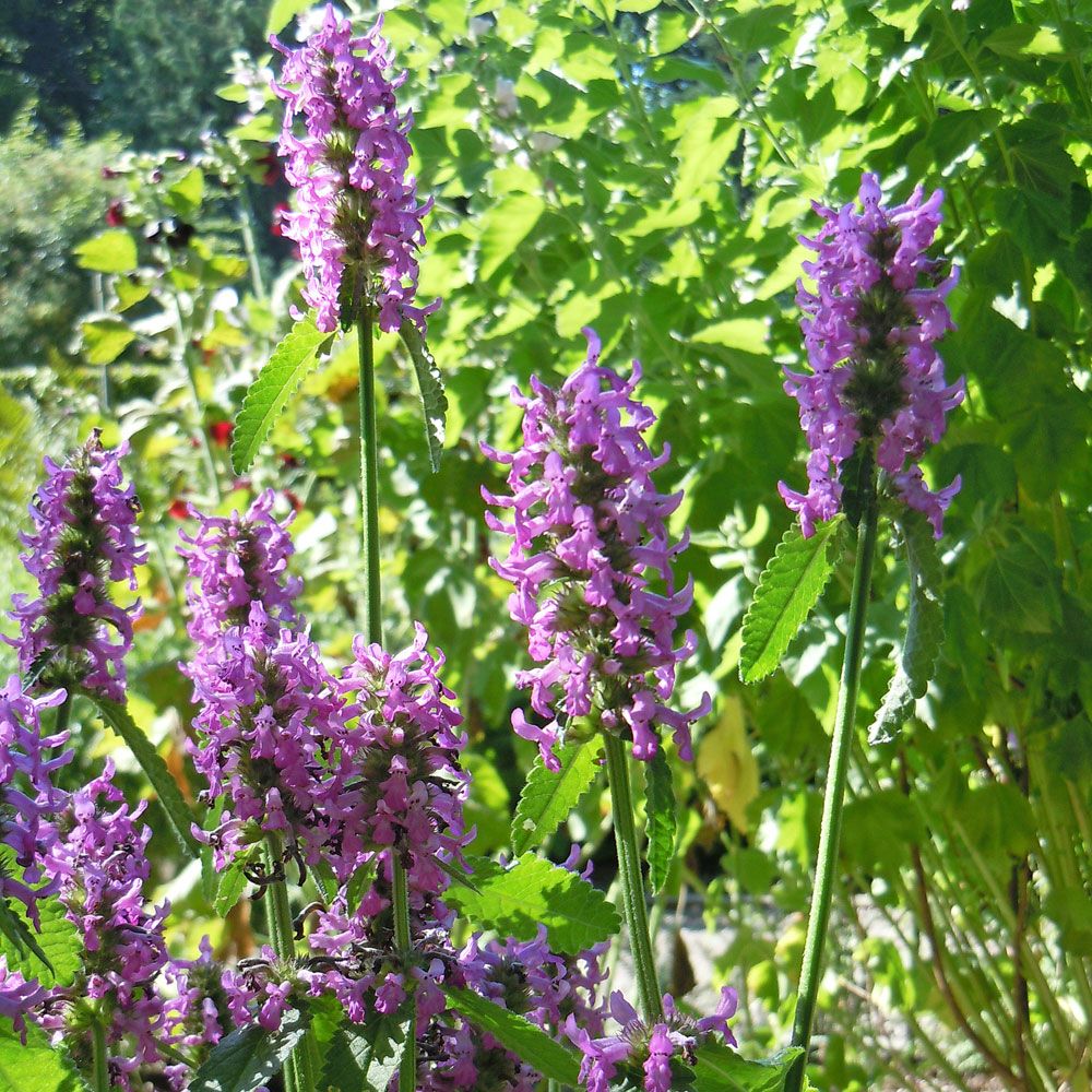 Humlesuga, Fyrkantiga stjälkar, ådrade blad. Täta spiror med purpurrosa blommor.