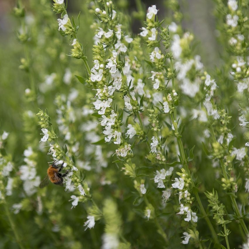 Isop 'Albus', Traditionell örtkrydda. Fin dragväxt för pollinerande insekter.