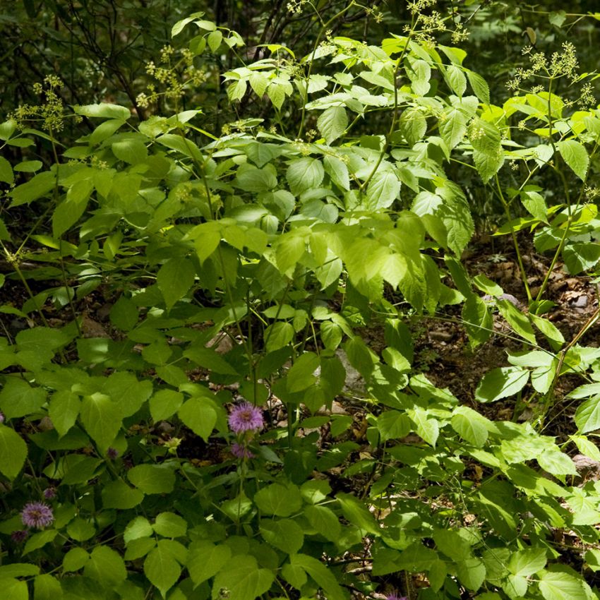 Lundaralia, woodlandväxt, stora parblad, upprätta vita blomklasar, mörkröda bär