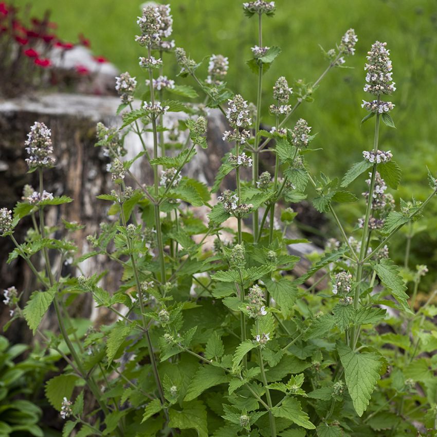 Kattmynta, Purpurröda och vita blommor. Mintdoftande, grågrönt bladverk.