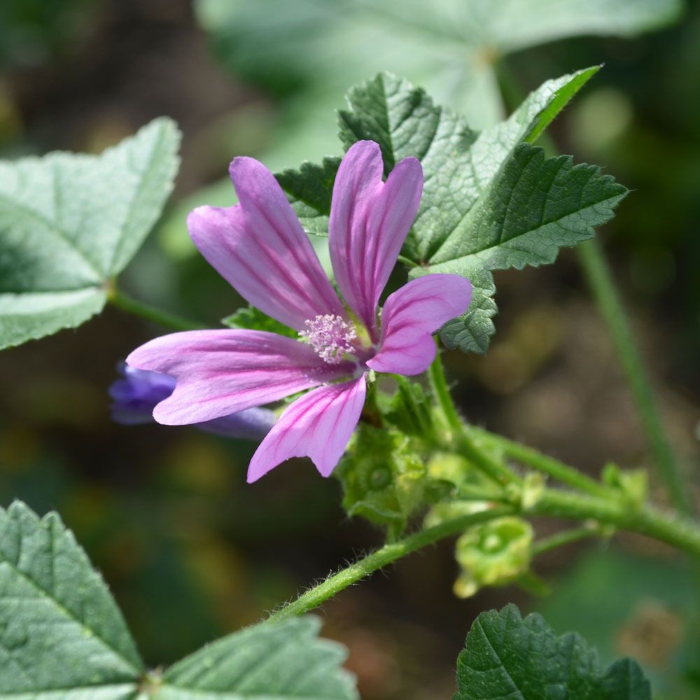 Rödmalva, långskaftade, flikade blad. Purpurrosa, mörkådrade blommor.