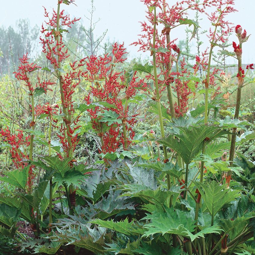 Röd Flikrabarber, blågröna blad. Ljusröda, skära och vita upprätta blomsamlingar
