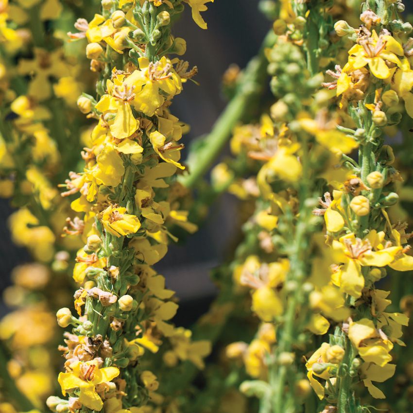 Kungsljus, Honungsrika, höga, gula blomspiror. Ulliga blad längs stjälken.