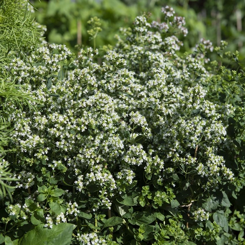 Kungsmynta 'Album', vita blomflockar och aromatiskt, mörkgrönt bladverk.