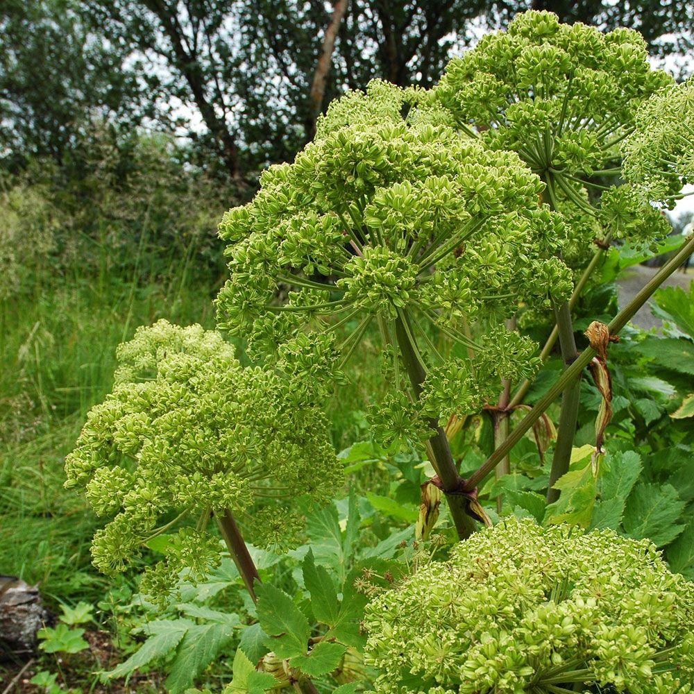 Fjällkvanne Anrik krydd- och läkeört, Gulgröna blommor. 