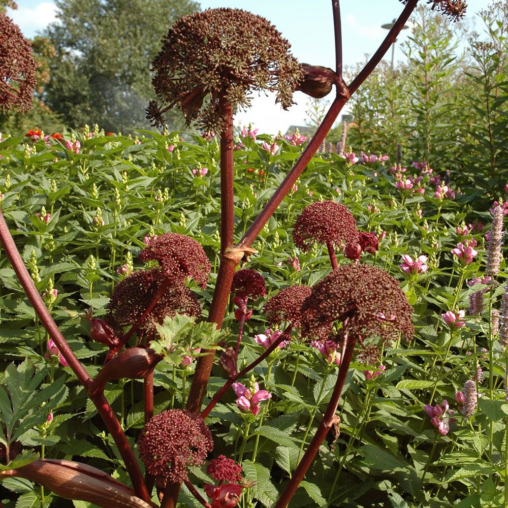 Rödkvanne Rödstjälkig art med djupt röda blomflockar och ljusgrönt bladverk. 