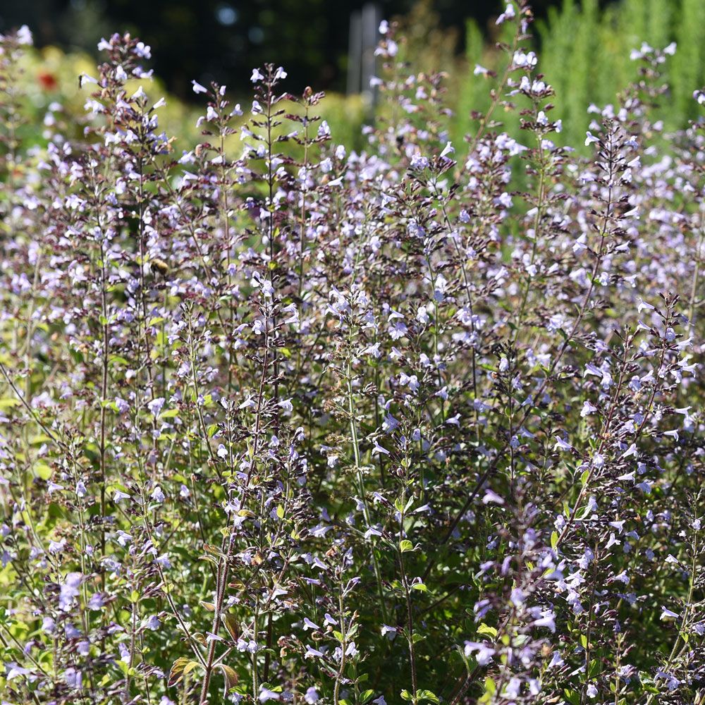 Stenkyndel, hälsoört. Vackra, blåvioletta klasblommor över mörkgrönt bladverk.