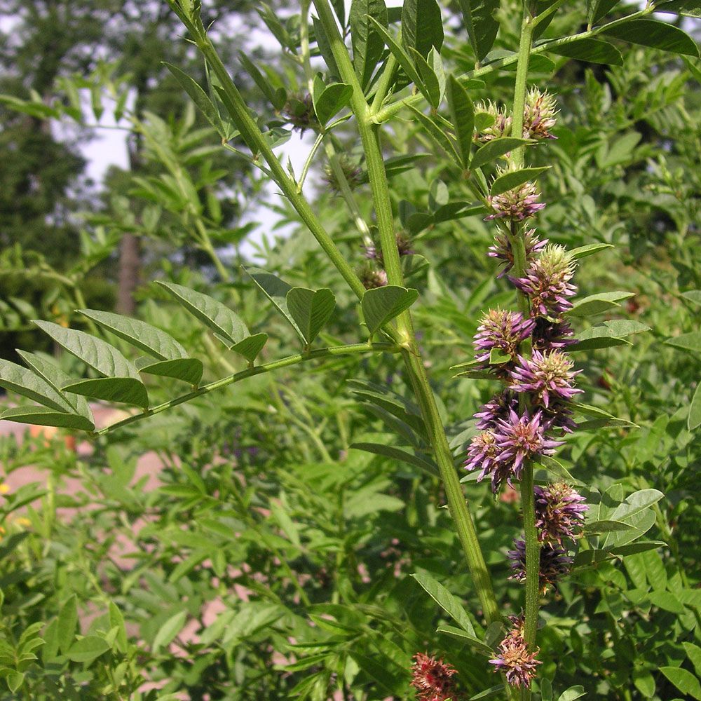 Lakritsrot, ljust blåvioletta ärtblommor. Äkta lakrits, används för smaksättning