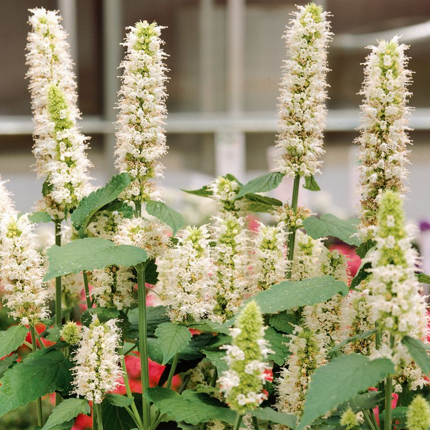 Koreansk Anisisop Liquorice White, Långa spiror med mängder av vita blommor. 