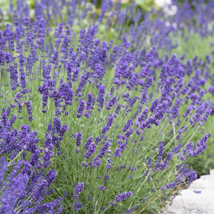 Lavendel Silvergrått bladverk och blåvioletta blommor. Används för sin väldoft