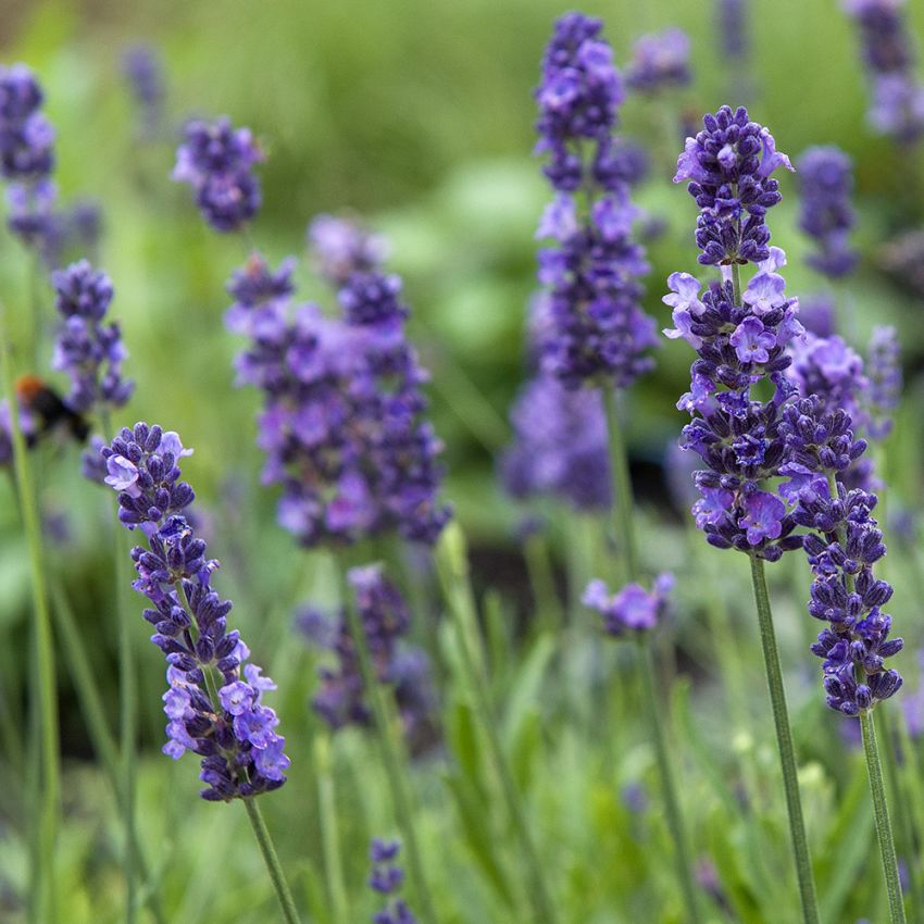 Lavendel 'Lovely Sky', Snabbväxande lavendel med klassiskt blåvioletta, väldoftande blomax