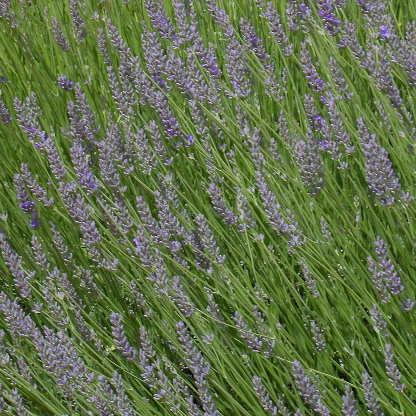 Spiklavendel, Buskigt växtsätt med violetta blommor. Stark, aromatisk doft 
