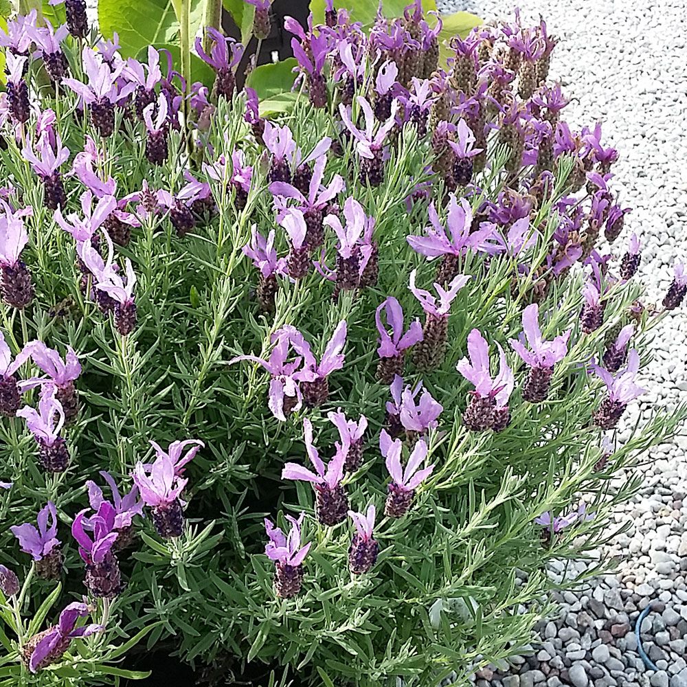 Skärmlavendel, purpurlila och rosa blommor. Silverfärgat, väldoftande bladverk
