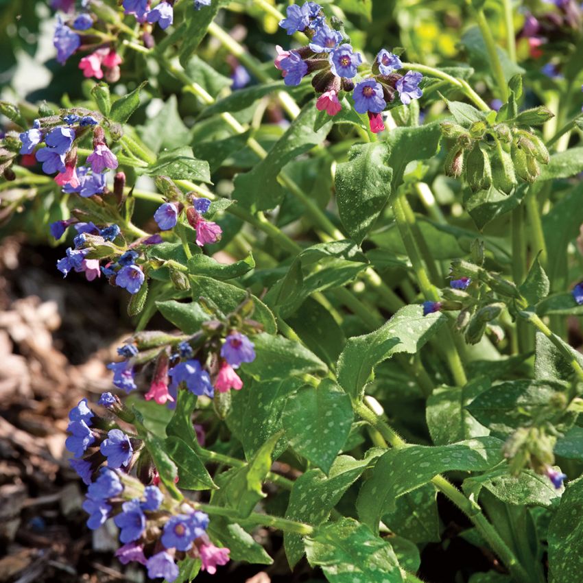 Fläcklungört strävhåriga, vitfläckiga blad. Först rosa sedan purpurblå blommor 