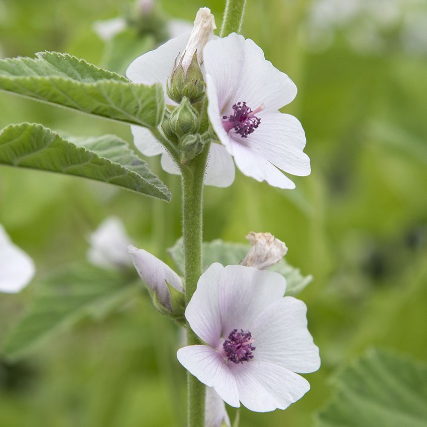 Läkemalva, Grågröna, sammetslena, ludna blad och ljust lilarosa blommor. 