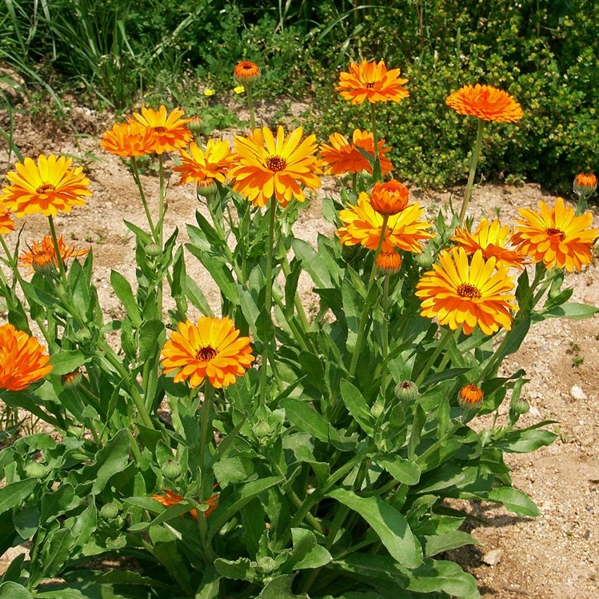  Läkeringblomma, Läkeväxt med blommor i ljust orange