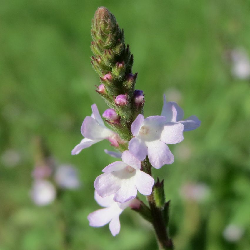 Järnört, Gammal medicinalväxt med lila blommor på tunna stjälkar.