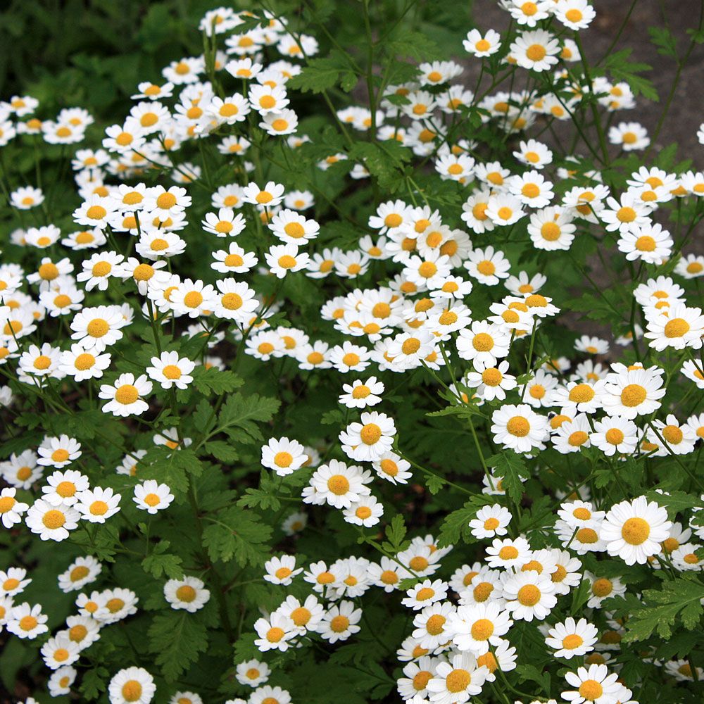 Mattram, Aromatiskt bladverk och doftande vita blommor. Lockar pollinerande bin