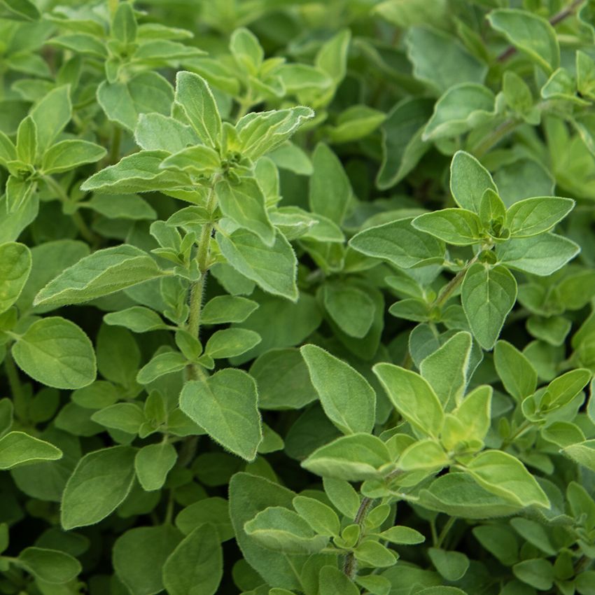 Grekisk Oregano med förvedad stam och aromatiskt, mörkgrönt bladverk. 