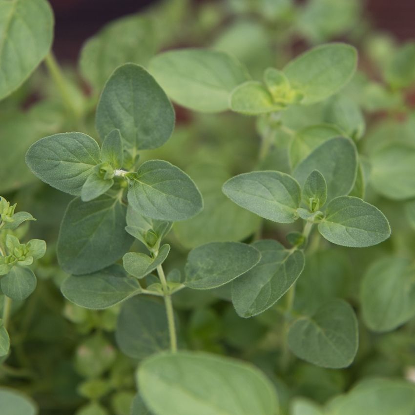 Grekisk Oregano Griechischer, buskigt växtsätt. Aromatiskt, djupgrönt bladverk.