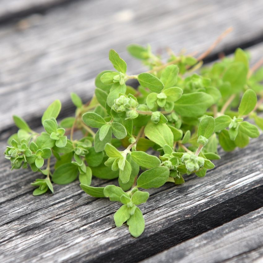 Mejram Färska och torkade kvistar och blad bra smaksättare i mat