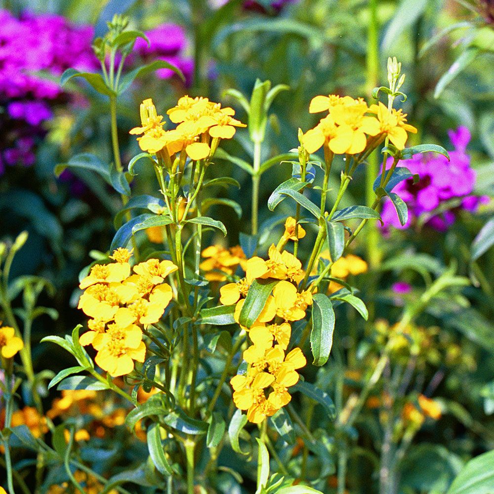 Glanstagetes, Bildar täta plantor med små gula blommor under hela sommaren
