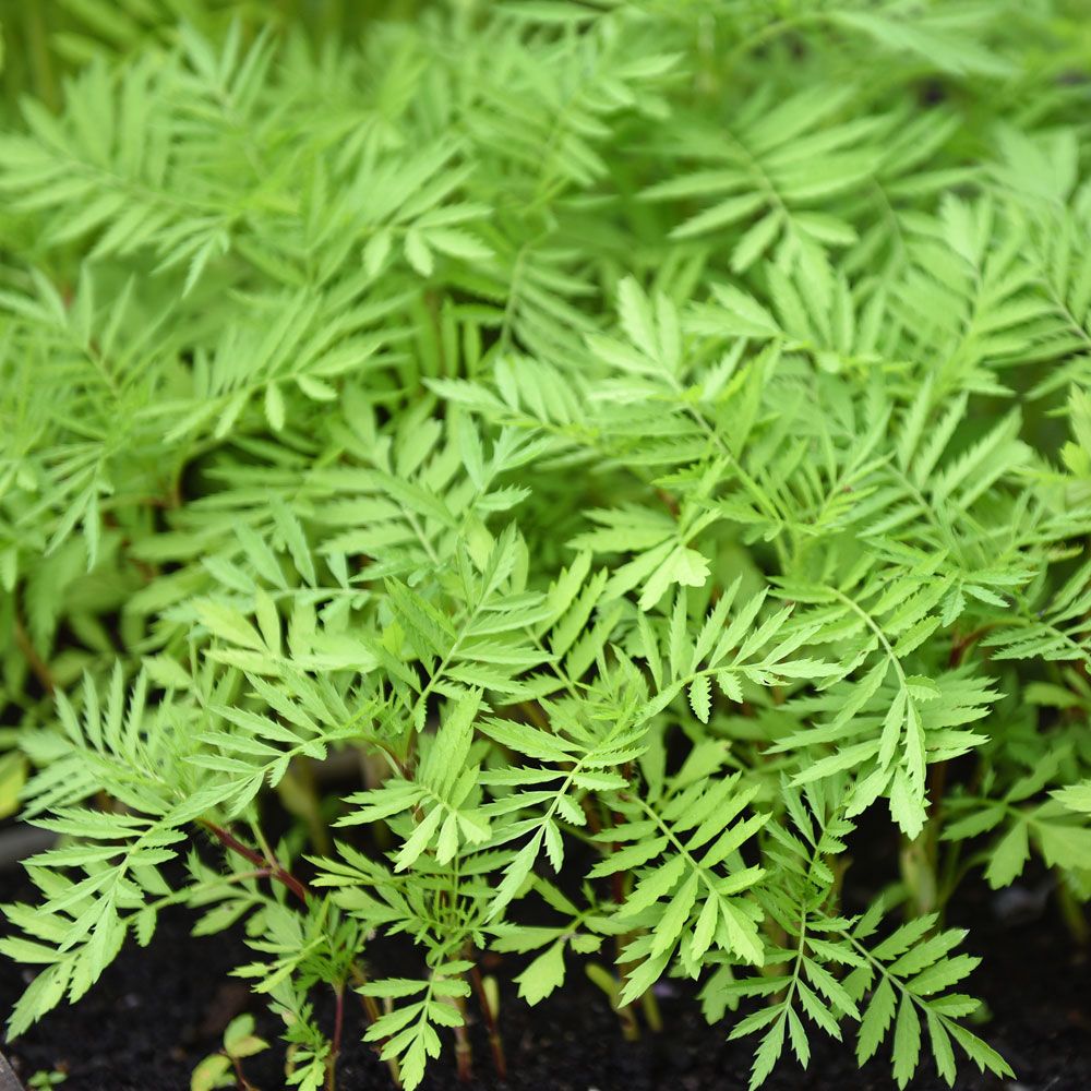 Gröngödsling Tagetes 'Evergreen' Låg, kompakt bladmassa som kväver ogräs. 