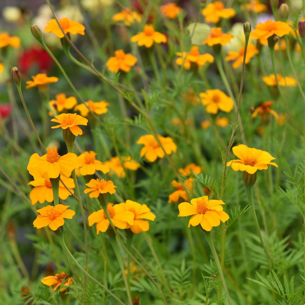 Gröngödsling Tagetes ''Ground Control'' rikligt med enkla, orange blommor