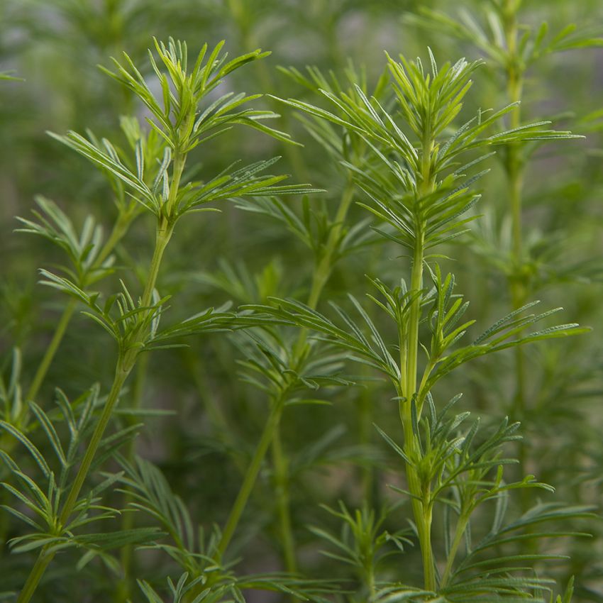 Lakritstagetes 'Dropshot' spretiga gröna små blad likt dill 