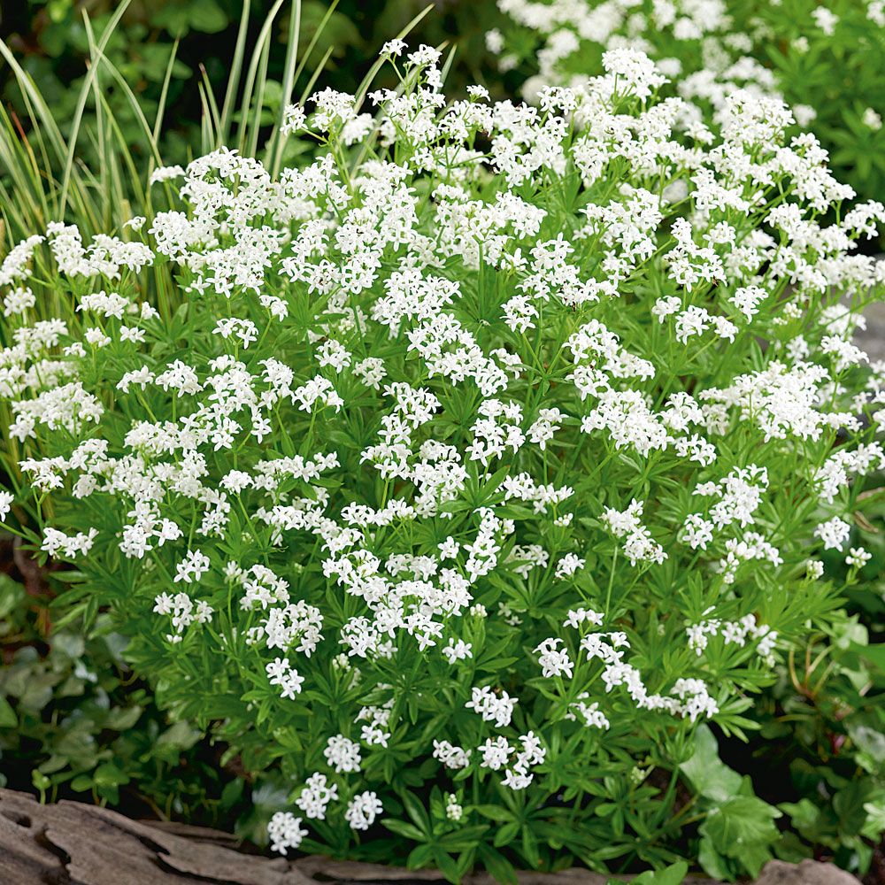 Myskmadra, Smaragdgrönt bladverk och vita, stjärnformade, väldoftande blommor 