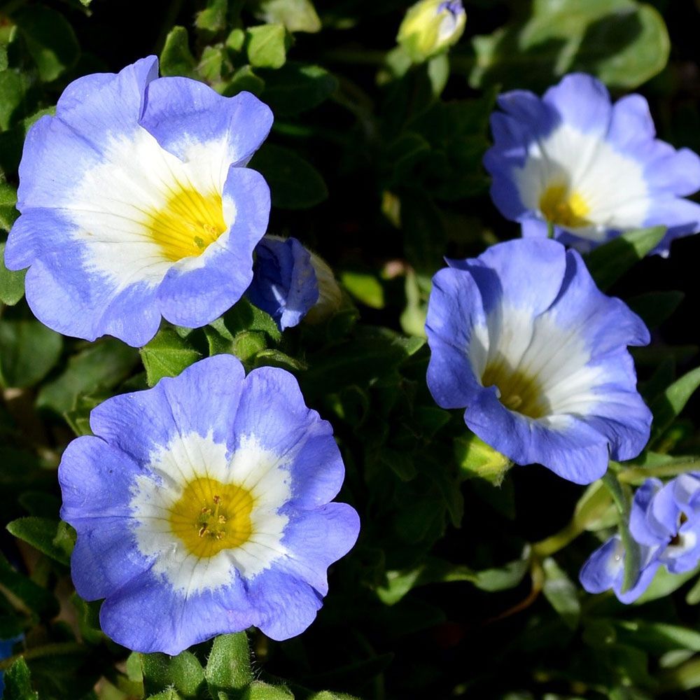 Cymbalblomma 'Blue Bird', Halvhängande. blå trattblommor, vitt svalg, gul mitt