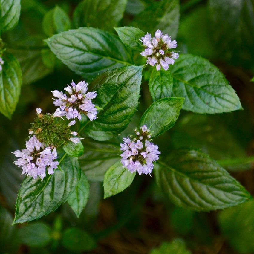 Pepparmynta med djupt gröna droppformade, blad lila små blommor i toppen