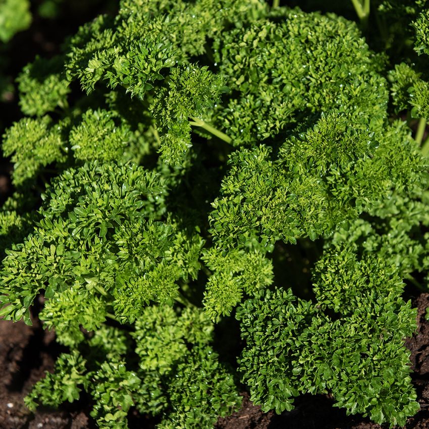 Persilja Krusbladig 'Wega', Mörkgröna, medelkrusiga blad. Snabbväxande, prydliga plantor med fin avkastning.
