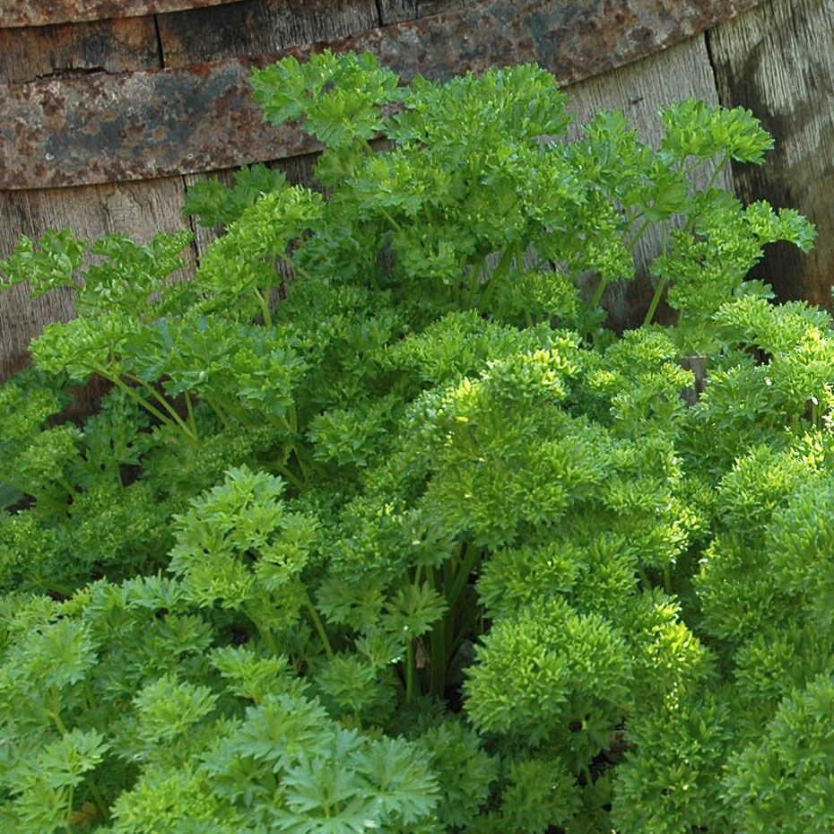 Persilja Krusbladig 'Moss Curled 2', Mosskrusig. Mörkgröna, krusade blad. 