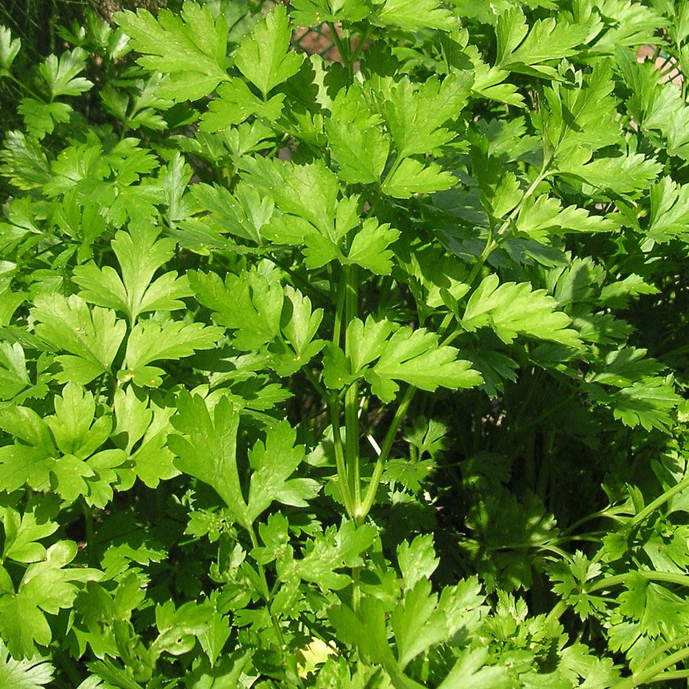 Bladpersilja 'Plain Leaved 2', Kryddpersilja med större, släta, flikade blad. 