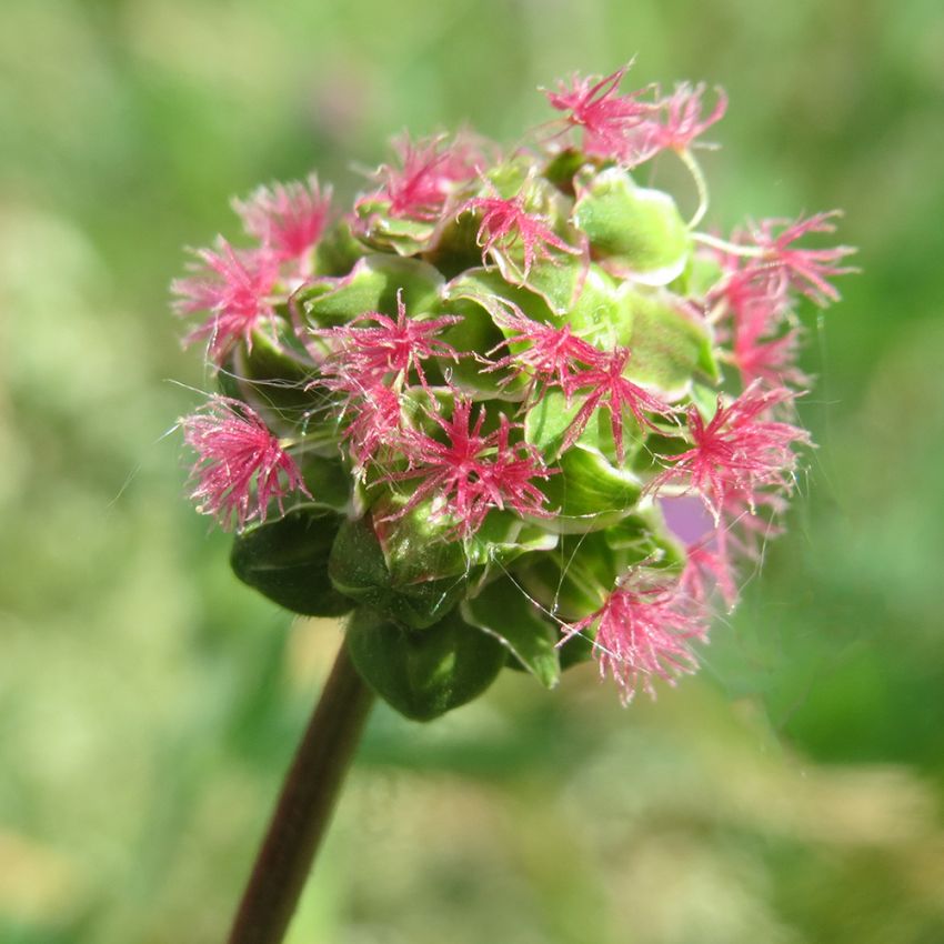 Pimpinell, långa blad, purpurfärgade, kronbladslösa klotblommor