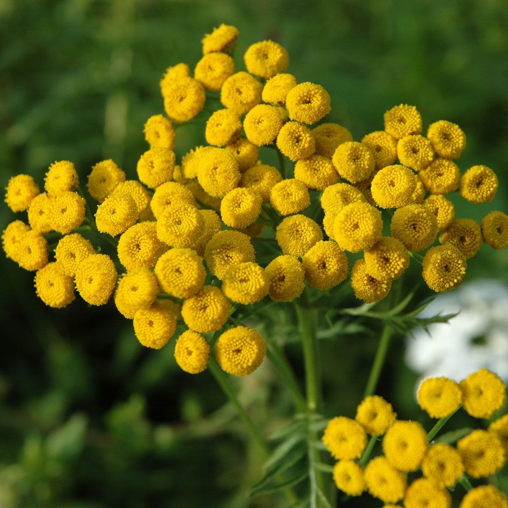 Renfana, buskväxande med ett ormbunklikt bladverk. Guldgula blomkorgar