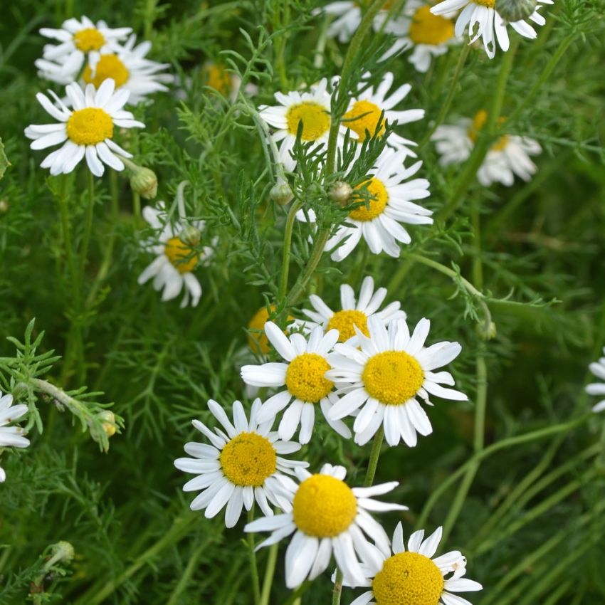 Romersk Kamomill, gulvita blommor. Fjäderlikt, aromatiskt bladverk. Används i te