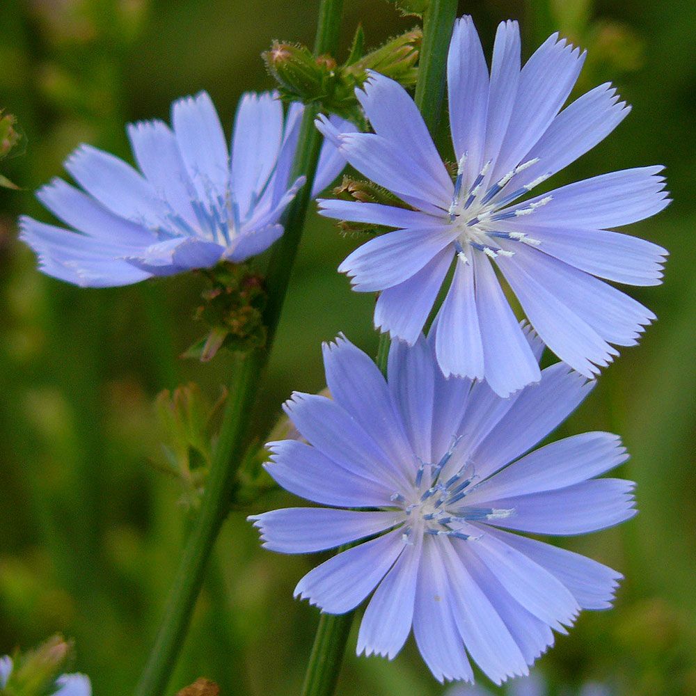 Cikoria, nordisk vildblomma. Blåklintsblå blomkorgar, flera på varje stjälk.