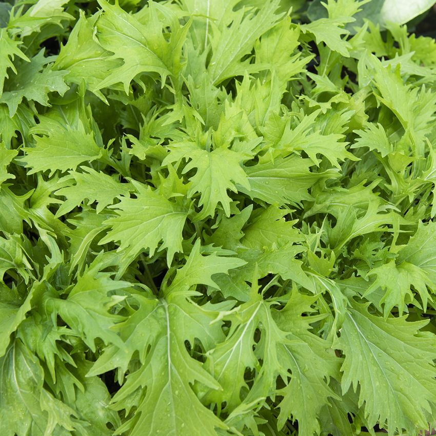 Mizunakål ''Green'', Dekorativt fransade, gröna blad med mild, söt kålsmak.