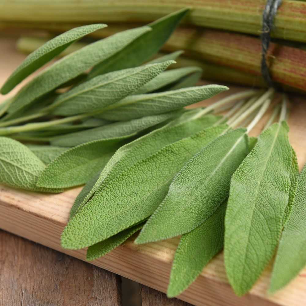 Kryddsalvia ''Extracta'' Halvbuske med silvergrönt, extra aromatiskt bladverk. 