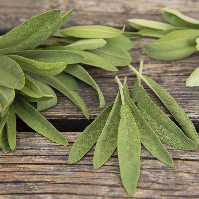 Spansk Salvia, Småbladig, tät och mycket aromatisk salvia.