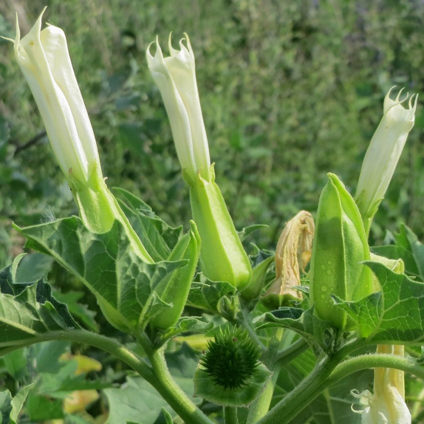 Spikklubba, medicinalväxt, vita trattformade blommor och spikklubbslika frukter