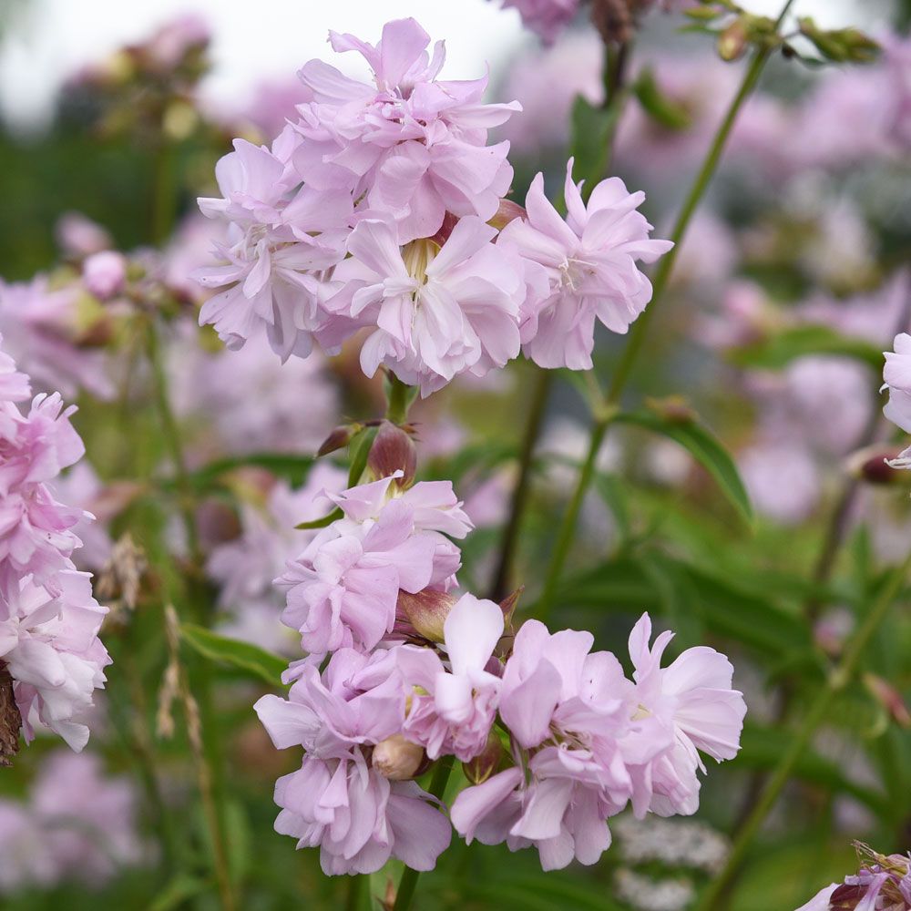 Såpnejlika, Upprätt art med blekrosa knippblommor. Lansettlika blad, korsvis